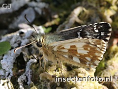 vlinder (1612*1209)
